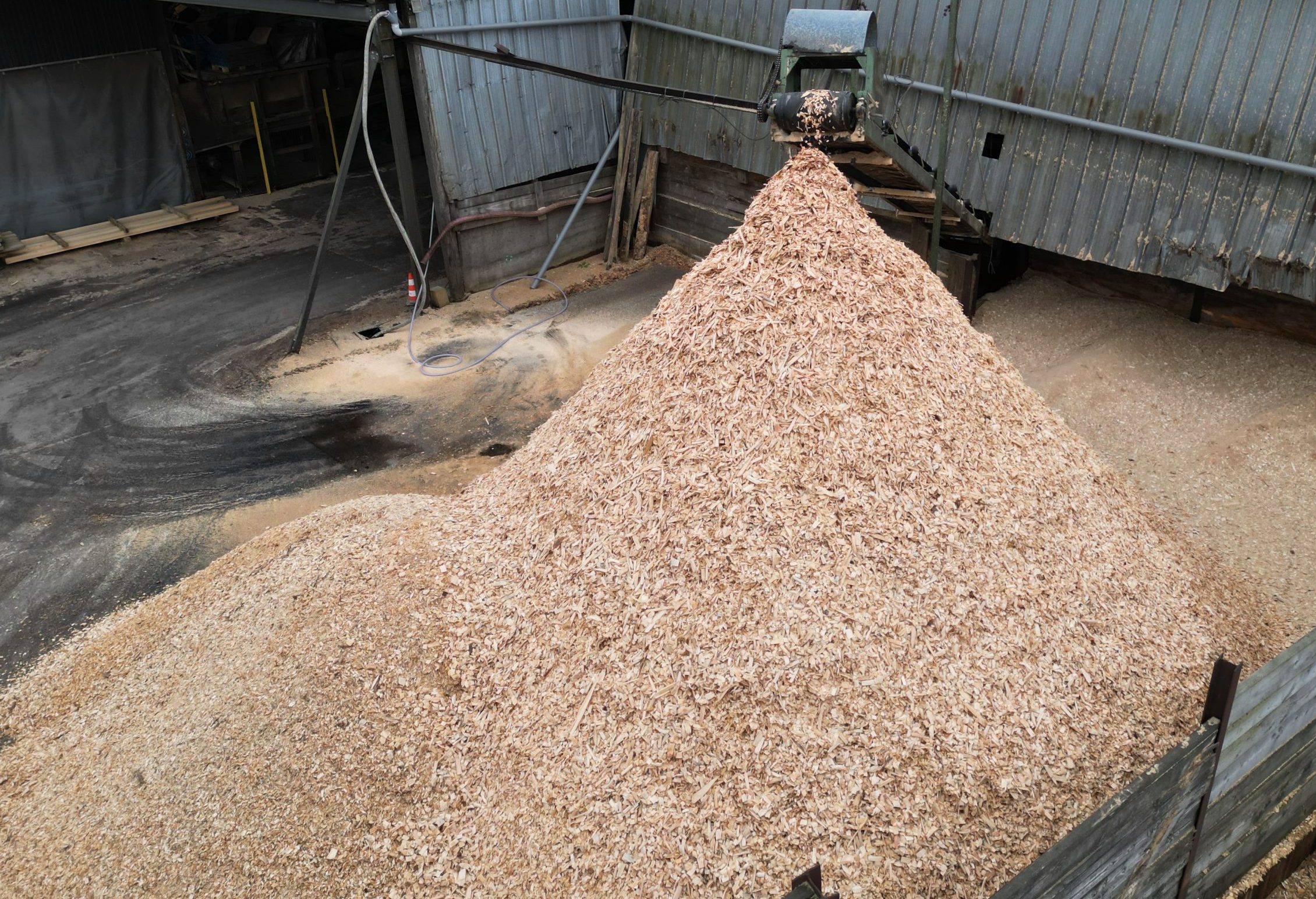 SCIURE / PLAQUETTE / CHUTE / ÉCORCE